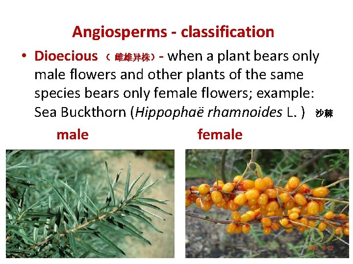 Angiosperms - classification • Dioecious （ 雌雄异株）- when a plant bears only male flowers