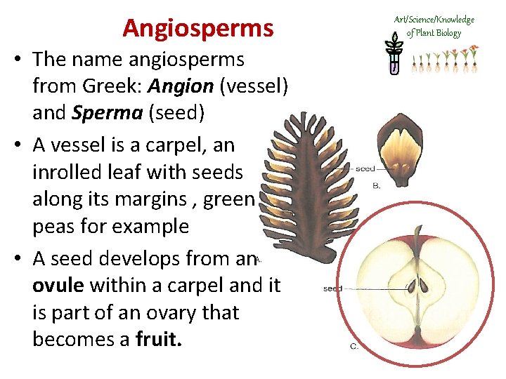 Angiosperms • The name angiosperms from Greek: Angion (vessel) and Sperma (seed) • A
