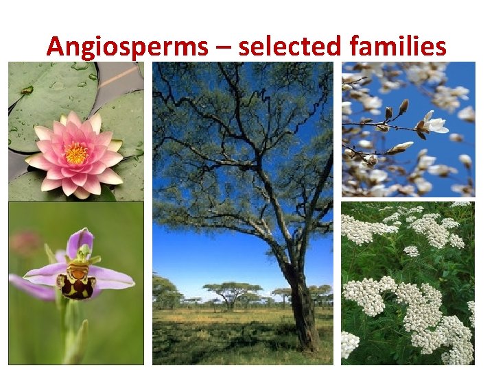 Angiosperms – selected families 