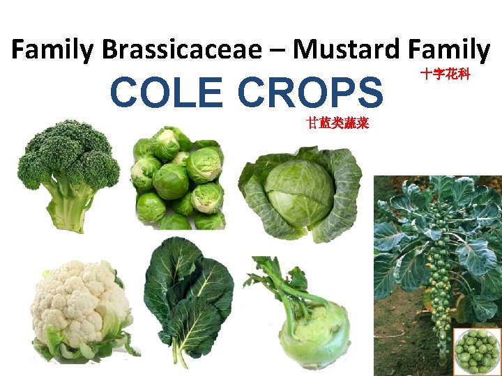 Family Brassicaceae – Mustard Family COLE CROPS 甘蓝类蔬菜 十字花科 