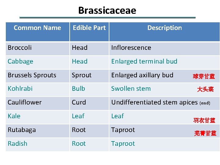 Brassicaceae Common Name Edible Part Description Broccoli Head Inflorescence Cabbage Head Enlarged terminal bud