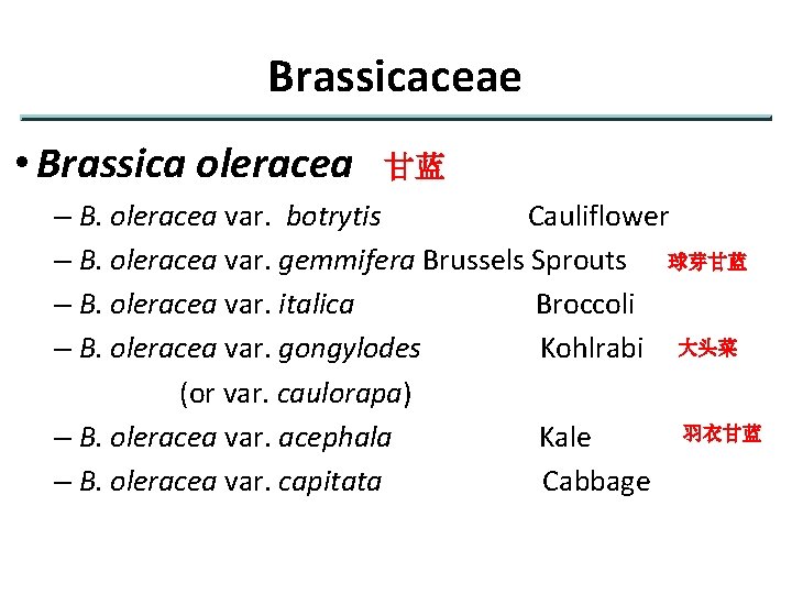 Brassicaceae • Brassica oleracea 甘蓝 – B. oleracea var. botrytis Cauliflower – B. oleracea