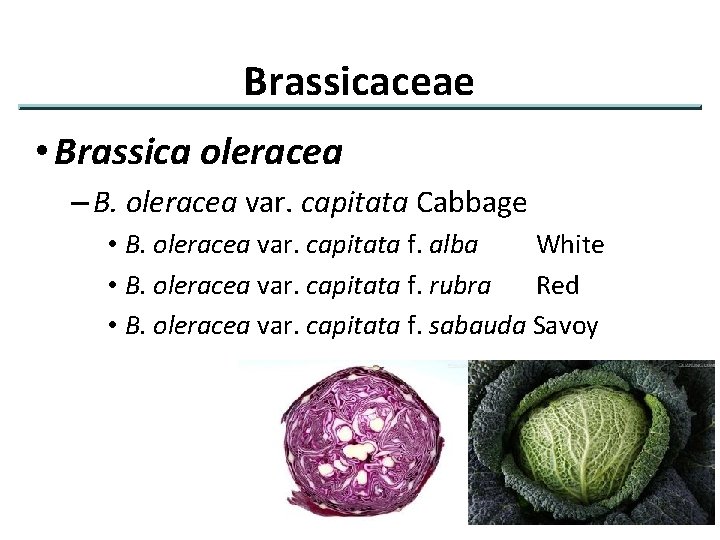 Brassicaceae • Brassica oleracea – B. oleracea var. capitata Cabbage • B. oleracea var.