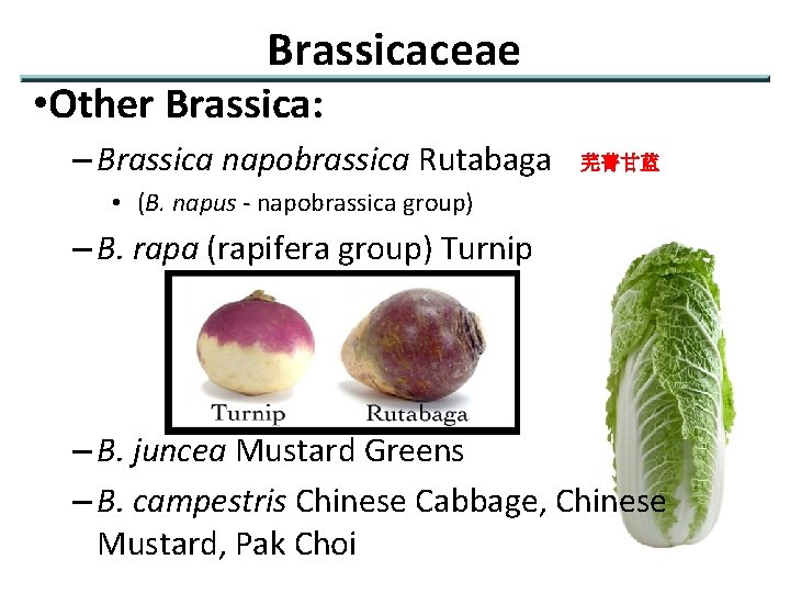 Brassicaceae • Other Brassica: – Brassica napobrassica Rutabaga 芜菁甘蓝 • (B. napus - napobrassica