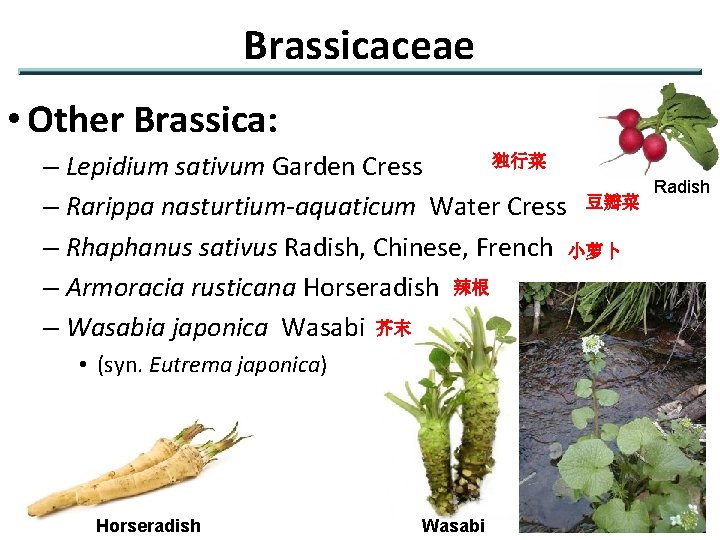 Brassicaceae • Other Brassica: 独行菜 – Lepidium sativum Garden Cress – Rarippa nasturtium-aquaticum Water