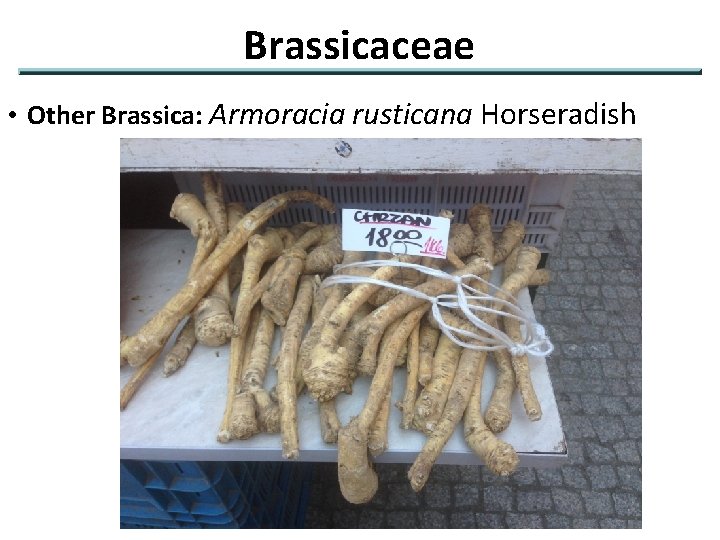 Brassicaceae • Other Brassica: Armoracia rusticana Horseradish 