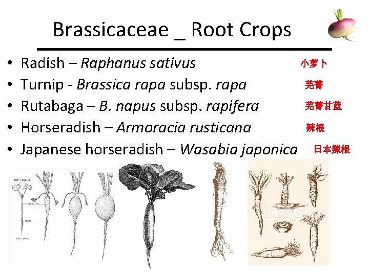 Brassicaceae _ Root Crops • • • 小萝卜 Radish – Raphanus sativus 芜菁 Turnip