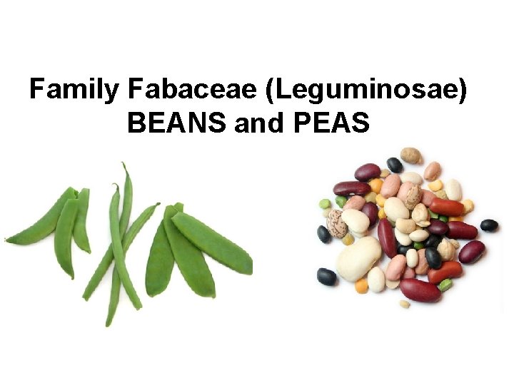 Family Fabaceae (Leguminosae) BEANS and PEAS 