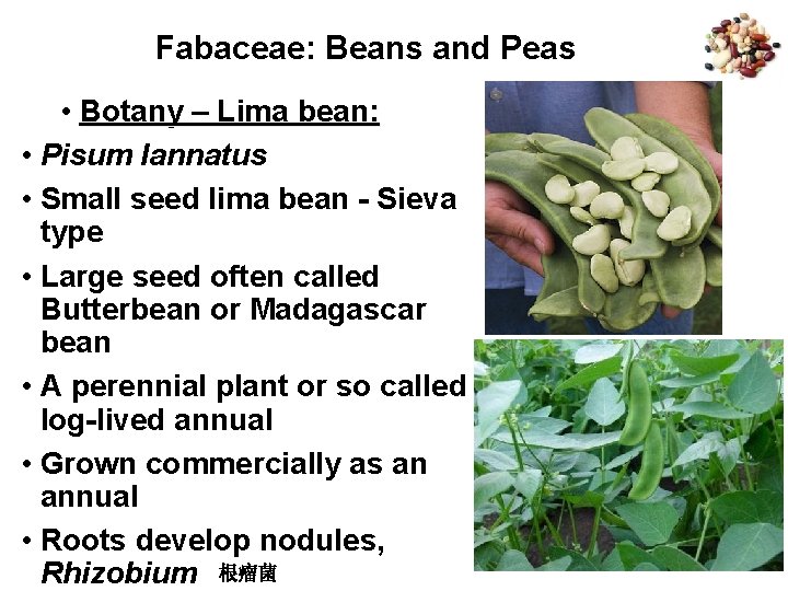 Fabaceae: Beans and Peas • Botany – Lima bean: • Pisum lannatus • Small