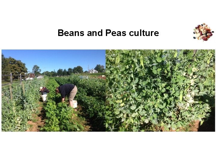 Beans and Peas culture 