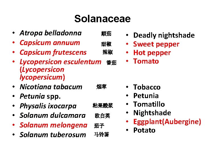 Solanaceae • • • 颠茄 Atropa belladonna Capsicum annuum 甜椒 辣椒 Capsicum frutescens Lycopersicon