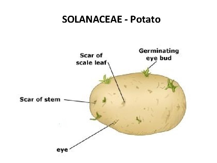 SOLANACEAE - Potato 