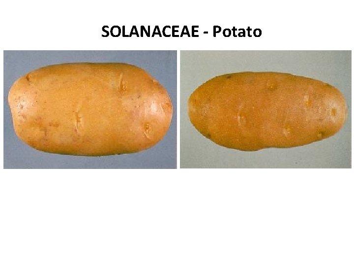 SOLANACEAE - Potato 