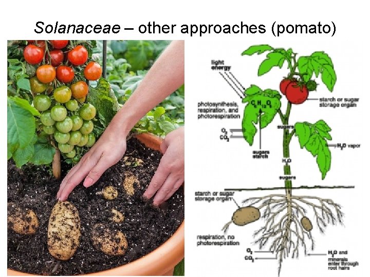 Solanaceae – other approaches (pomato) 