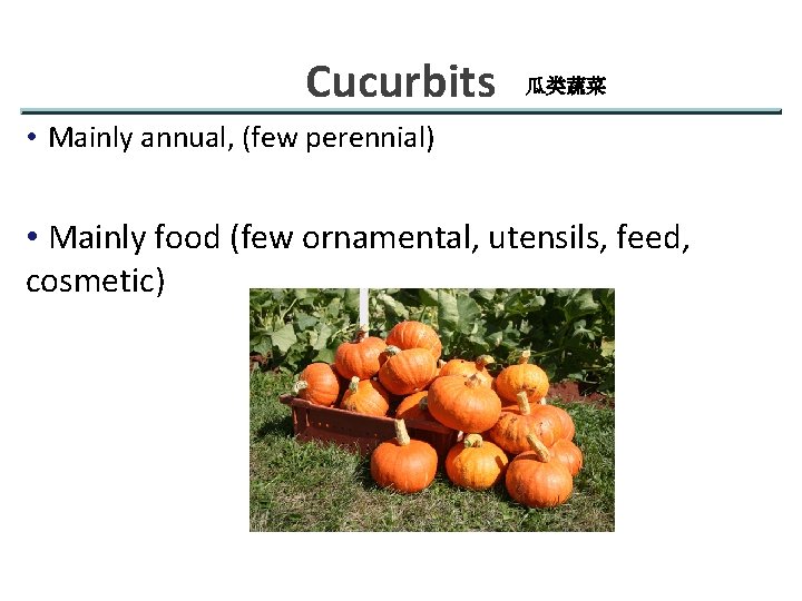 Cucurbits 瓜类蔬菜 • Mainly annual, (few perennial) • Mainly food (few ornamental, utensils, feed,