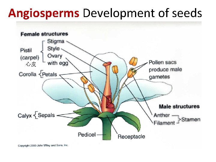 Angiosperms Development of seeds 心皮 