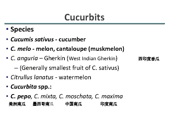 Cucurbits • Species • Cucumis sativus - cucumber • C. melo - melon, cantaloupe