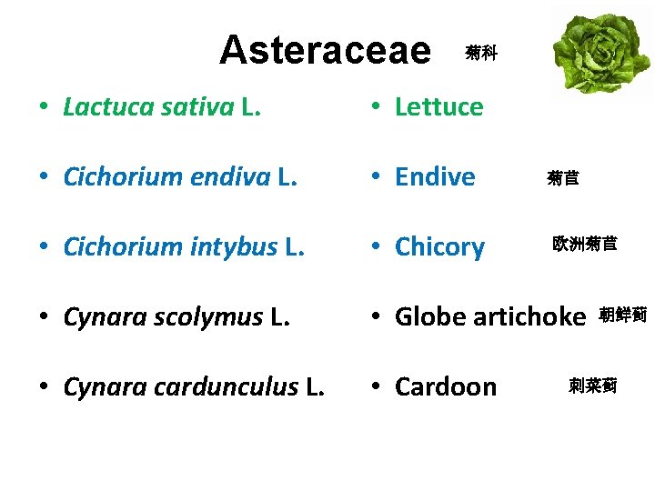 Asteraceae 菊科 • Lactuca sativa L. • Lettuce • Cichorium endiva L. • Endive