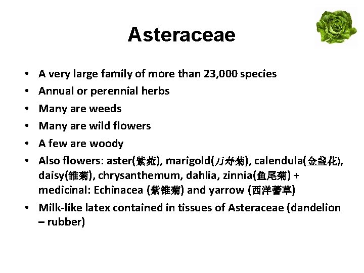 Asteraceae A very large family of more than 23, 000 species Annual or perennial