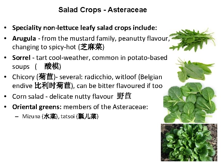 Salad Crops - Asteraceae • Speciality non-lettuce leafy salad crops include: • Arugula -