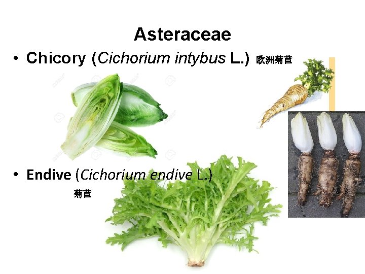 Asteraceae • Chicory (Cichorium intybus L. ) • Endive (Cichorium endive L. ) 菊苣
