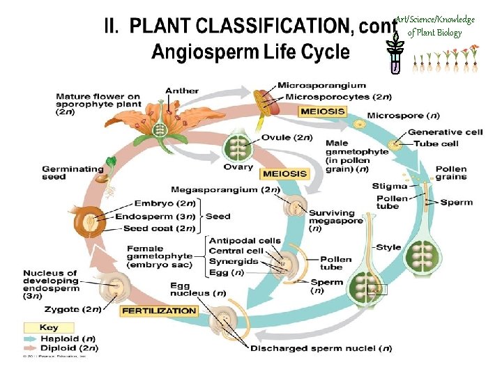 Art/Science/Knowledge of Plant Biology 