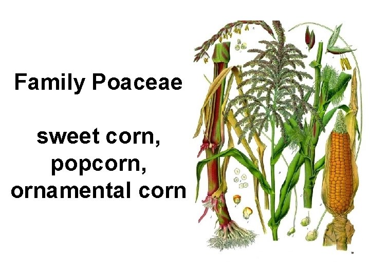 Family Poaceae sweet corn, popcorn, ornamental corn 