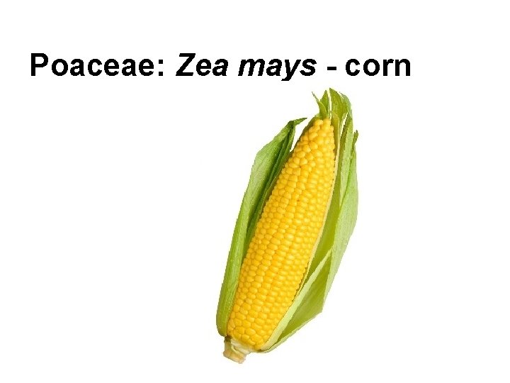 Poaceae: Zea mays - corn 