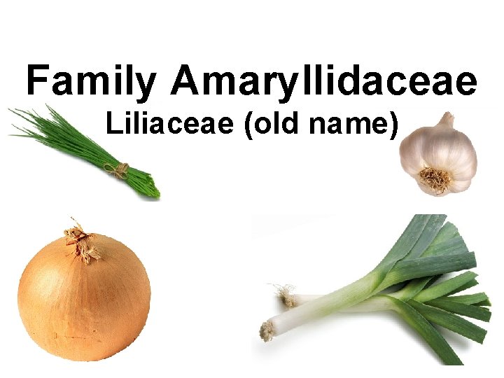Family Amaryllidaceae Liliaceae (old name) 