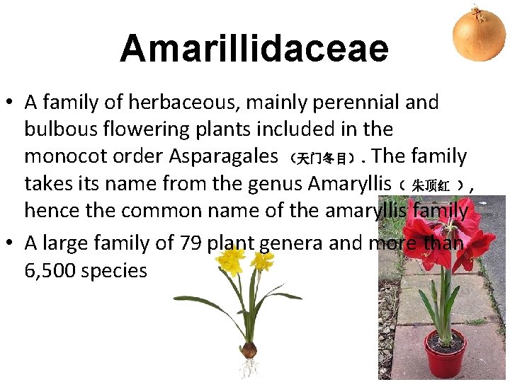 Amarillidaceae • A family of herbaceous, mainly perennial and bulbous flowering plants included in