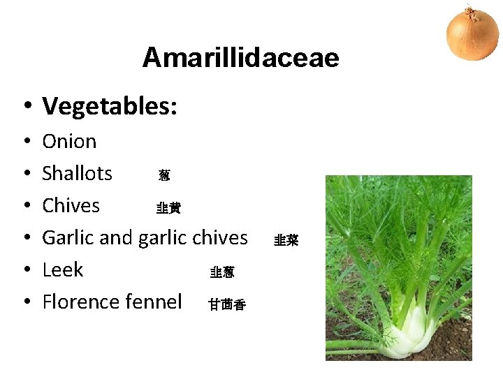 Amarillidaceae • Vegetables: • • • Onion Shallots 葱 Chives 韭黄 Garlic and garlic
