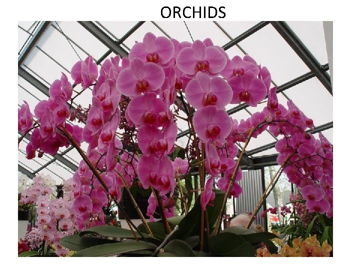 ORCHIDS 