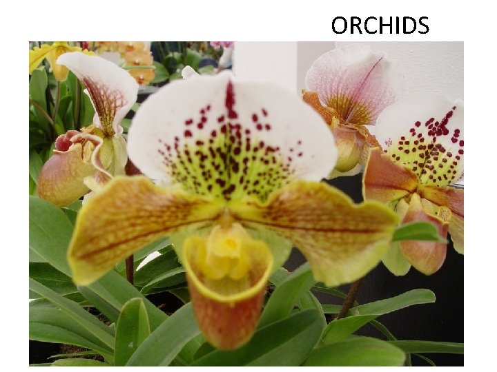 ORCHIDS 