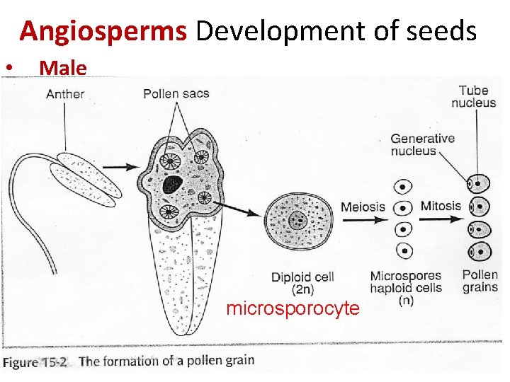 Angiosperms Development of seeds • Male microsporocyte 