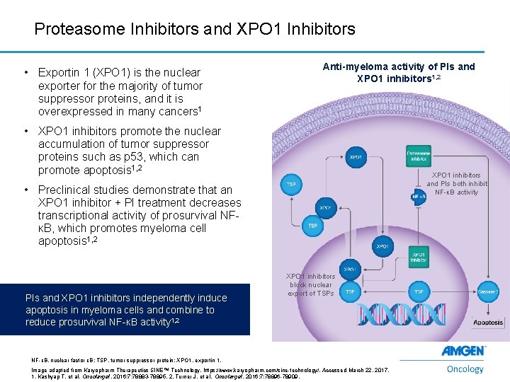 Proteasome Inhibitors and XPO 1 Inhibitors • Exportin 1 (XPO 1) is the nuclear