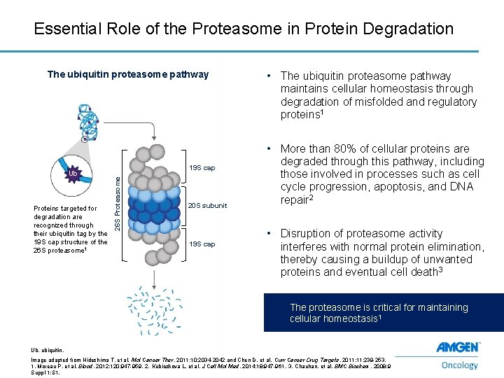 Essential Role of the Proteasome in Protein Degradation The ubiquitin proteasome pathway Proteins targeted