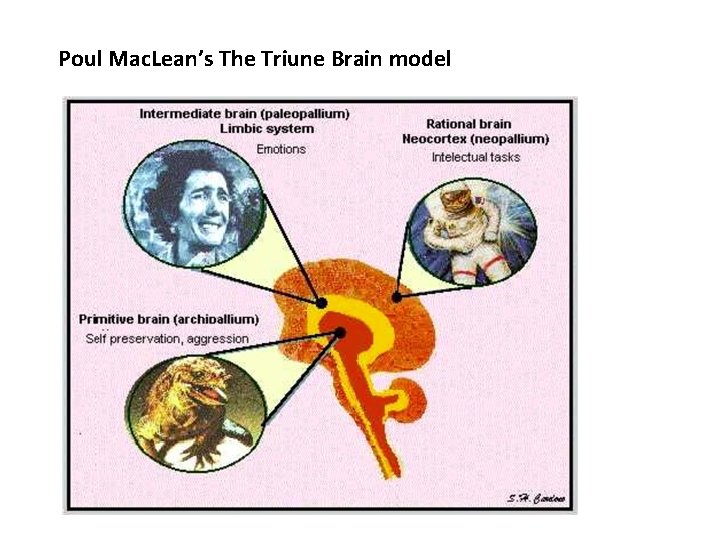 Poul Mac. Lean’s The Triune Brain model 