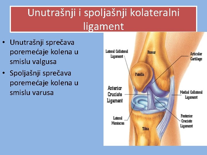 Unutrašnji i spoljašnji kolateralni ligament • Unutrašnji sprečava poremećaje kolena u smislu valgusa • Unutrašnji i spoljašnji kolateralni ligament • Unutrašnji sprečava poremećaje kolena u smislu valgusa •