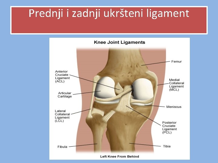 Prednji i zadnji ukršteni ligament Prednji i zadnji ukršteni ligament