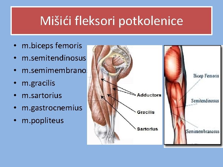 Mišići fleksori potkolenice • • m. biceps femoris m. semitendinosus m. semimembranosus m. gracilis Mišići fleksori potkolenice • • m. biceps femoris m. semitendinosus m. semimembranosus m. gracilis