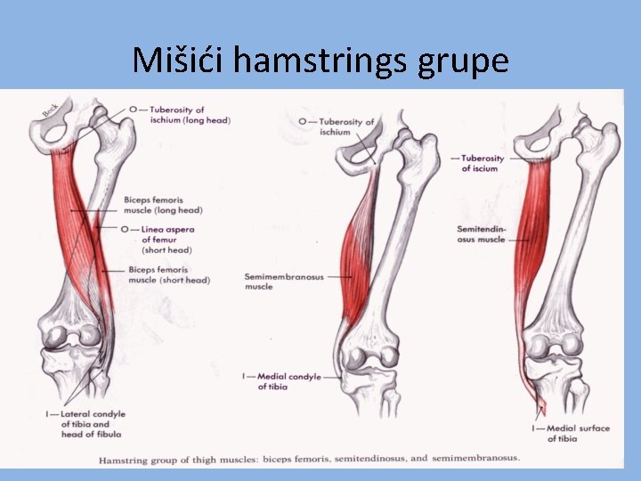 Mišići hamstrings grupe Mišići hamstrings grupe