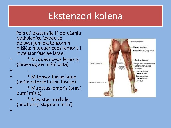 Ekstenzori kolena Pokreti ekstenzije ili opružanja potkolenice izvode se delovanjem ekstenzornih mišića: m. quadriceps Ekstenzori kolena Pokreti ekstenzije ili opružanja potkolenice izvode se delovanjem ekstenzornih mišića: m. quadriceps
