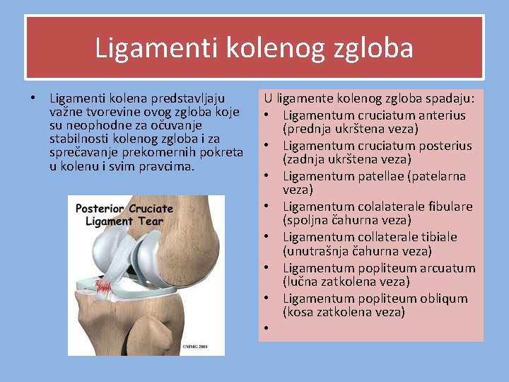 Ligamenti kolenog zgloba • Ligamenti kolena predstavljaju važne tvorevine ovog zgloba koje su neophodne Ligamenti kolenog zgloba • Ligamenti kolena predstavljaju važne tvorevine ovog zgloba koje su neophodne