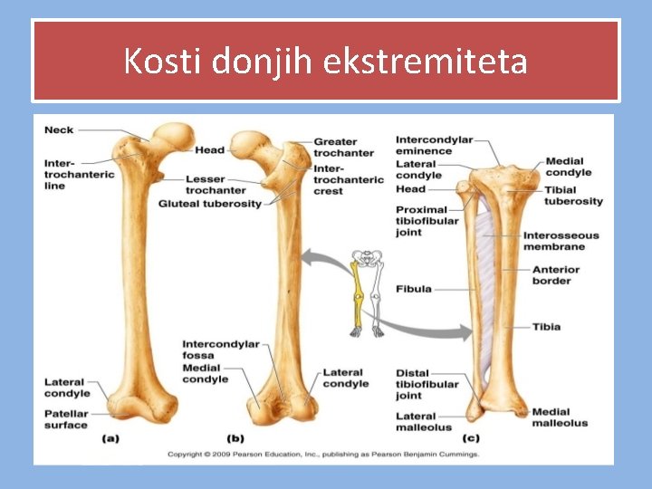 Kosti donjih ekstremiteta Kosti donjih ekstremiteta