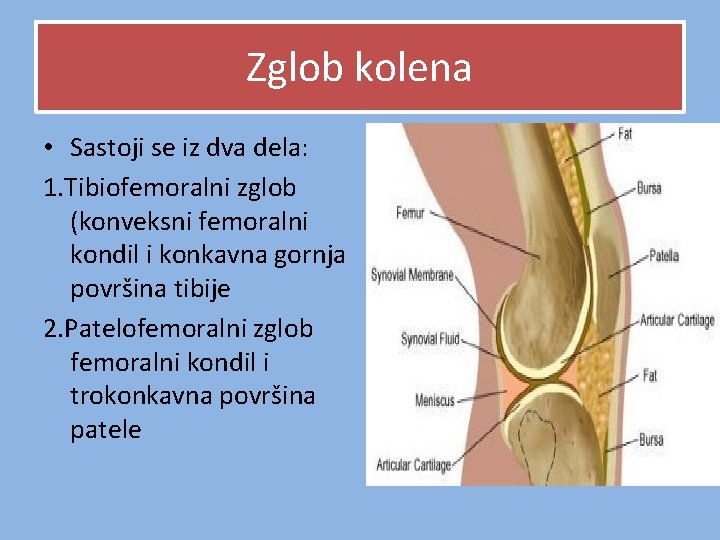 Zglob kolena • Sastoji se iz dva dela: 1. Tibiofemoralni zglob (konveksni femoralni kondil Zglob kolena • Sastoji se iz dva dela: 1. Tibiofemoralni zglob (konveksni femoralni kondil