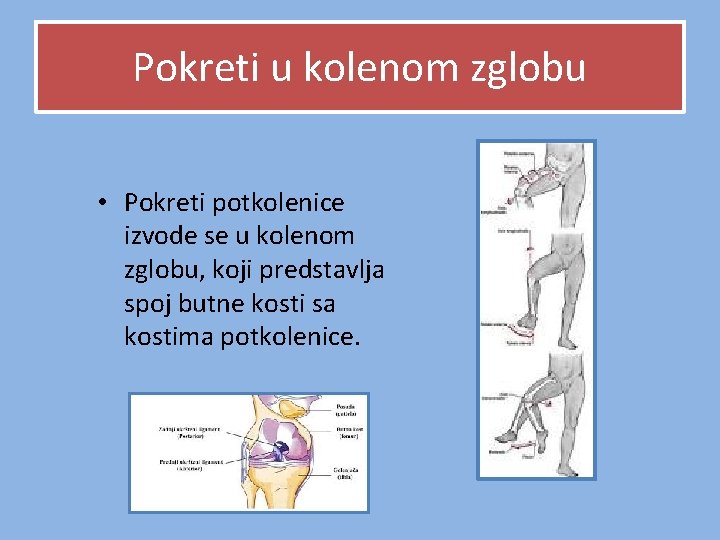 Pokreti u kolenom zglobu • Pokreti potkolenice izvode se u kolenom zglobu, koji predstavlja Pokreti u kolenom zglobu • Pokreti potkolenice izvode se u kolenom zglobu, koji predstavlja