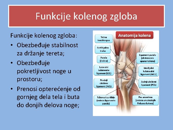 Funkcije kolenog zgloba: • Obezbeđuje stabilnost za držanje tereta; • Obezbeđuje pokretljivost noge u Funkcije kolenog zgloba: • Obezbeđuje stabilnost za držanje tereta; • Obezbeđuje pokretljivost noge u