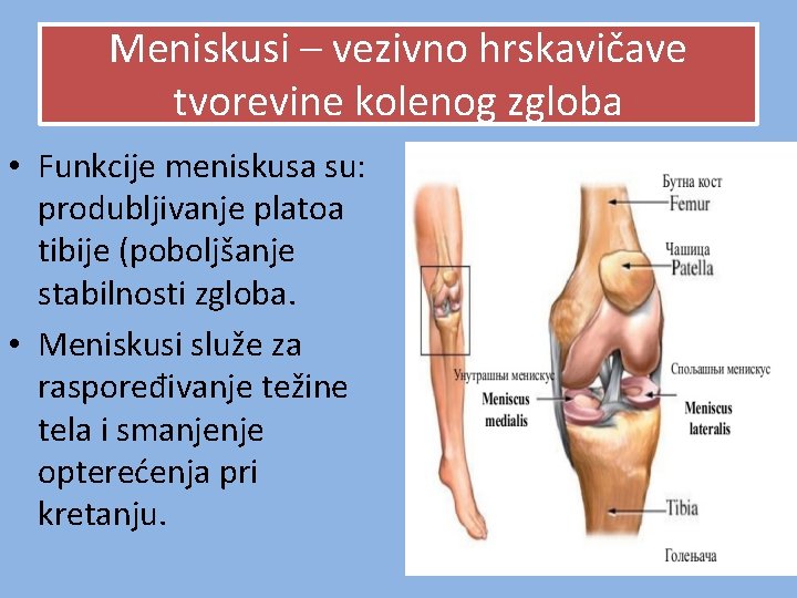 Meniskusi – vezivno hrskavičave tvorevine kolenog zgloba • Funkcije meniskusa su: produbljivanje platoa tibije Meniskusi – vezivno hrskavičave tvorevine kolenog zgloba • Funkcije meniskusa su: produbljivanje platoa tibije