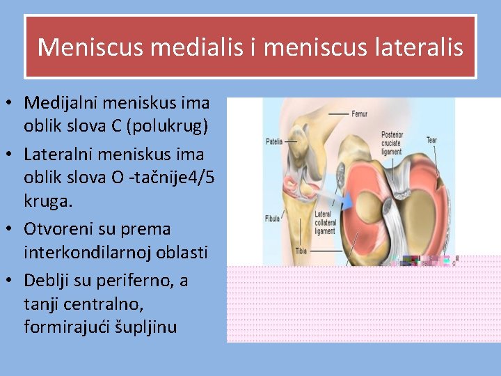 Meniscus medialis i meniscus lateralis • Medijalni meniskus ima oblik slova C (polukrug) • Meniscus medialis i meniscus lateralis • Medijalni meniskus ima oblik slova C (polukrug) •