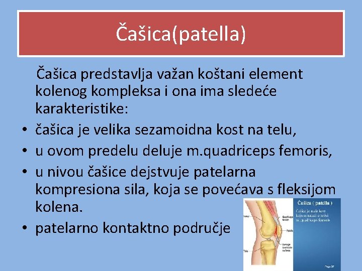Čašica(patella) Čašica predstavlja važan koštani element kolenog kompleksa i ona ima sledeće karakteristike: • Čašica(patella) Čašica predstavlja važan koštani element kolenog kompleksa i ona ima sledeće karakteristike: •